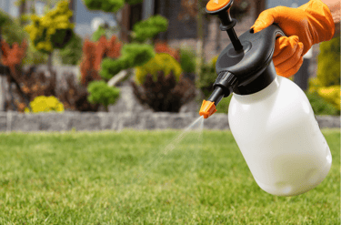 Professional lawn spraying service in Fuquay applying chemical treatments to healthy turf grass