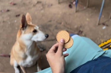 This image is the cover image for a documentary titled 2 Biscuits