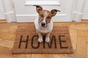 Cattle dog on a welcome home mat