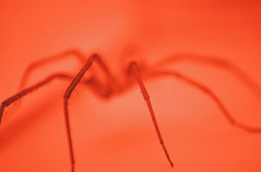 fotografia roja de araña