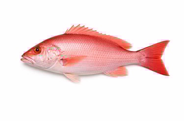 Export-grade red snapper fish for seafood buyers