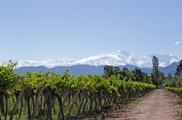 Vineyards, White Peaks Background, Mendoza, Argentina