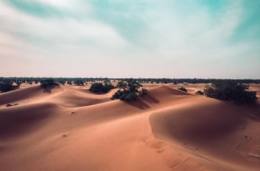 Sparse desert vegetation on Erg Ait Ounir dune, Morocco, linked to Tamazight tribal history