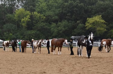 A line-up of horses being shown in halter in an arena.