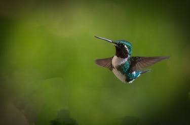Birdwatching Photography Manu National Park Adventure 6D/5N