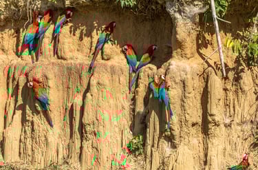 Birdwatching Photography Manu National Park Adventure 6D/5N