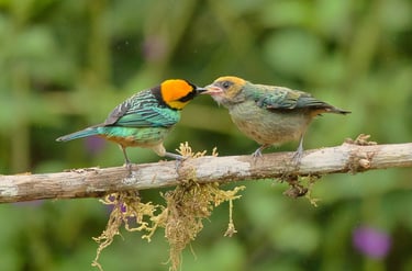 Photography & Birdwatching Manu National Park by Bus 8 Day Amazon Wildlife