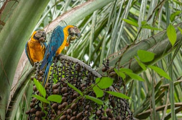 Birding Expedition Vilcabamba Cloud Forests 6 D/5 N