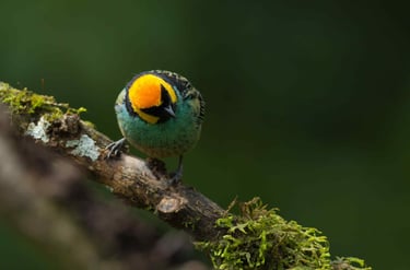 Photography & Birdwatching Manu National Park by Bus 8 Day Amazon Wildlife