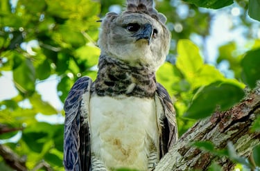 Manu National Park Photography Tour