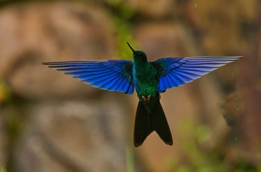 Birdwatching Photography Manu National Park Adventure 6D/5N