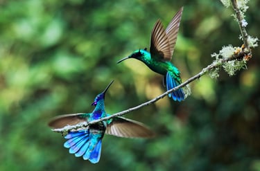 Birdwatching Photography Manu National Park Adventure 6D/5N