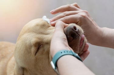 Verzorger maakt de ogen van een blonde hond schoon met een watje