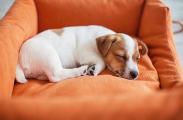 Kleine Jack Russell Terriër opgerold in een passende oranje hondenmand.
