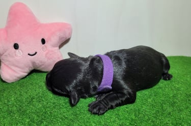 Bébé Schnauzer qui dort