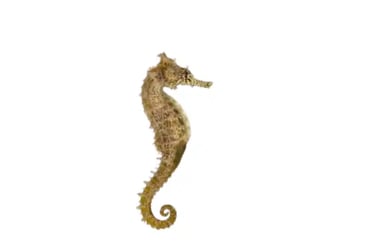 Seahorses