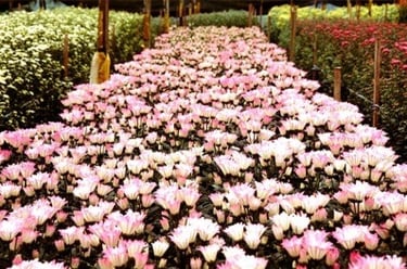 4 Days 3 Nights Cameron Highlands Tour & Travel Packages