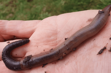 ver de terre lombric
