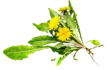 dandelion