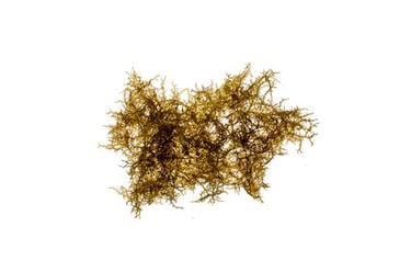 Hypnea sp.