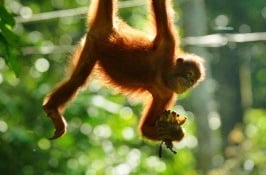 5 Days 4 Nights Kota Kinabalu, Sabah Tour & Travel Packages