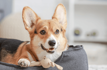 Animal heureux dans une maison propre