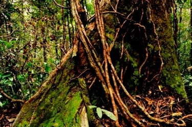 5 Days 4 Nights Bako National Park Tour & Travel Packages