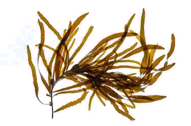 Phyllospora comosa