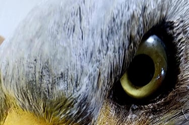 Carved by Louis Livan Close up detail