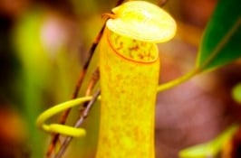 3 Days 2 Nights Bako National Park Tour & Travel Packages