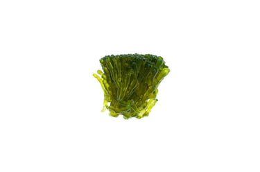 Valonia fastigiata