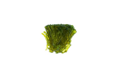 Valonia fastigiata