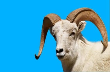 A Dall sheep ram with large curved horns against a bright blue background.. (fivestarcasing.com