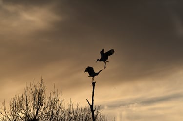 silhouette de deux cigognes au coucher du soleil