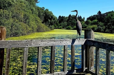 Portland, OR - Heron sitting on railing at Commonwealth Park