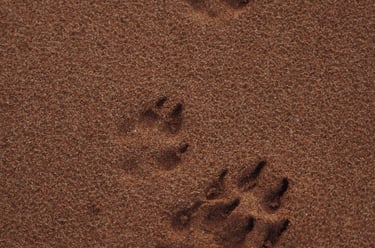 dogAdvisor | dogadvisor | dog advisor | dogAdvisor.dog