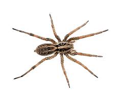 TLC Upstate Lawn & Pest Spider Control