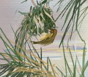 Digital drawing: Weaver bird in Port Elizabeth - digital postcard