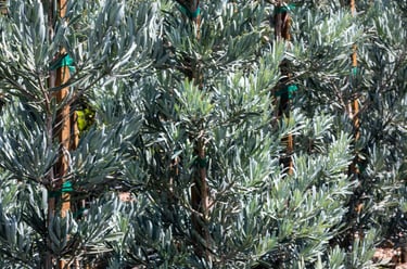 Ice Blue Podocarpus