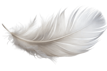 Single white feather logo floating