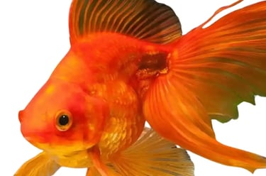 Goldfish