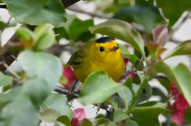Wilson’s Warbler with bright yellow plumage hidden among flowering foliage in southern Mexico