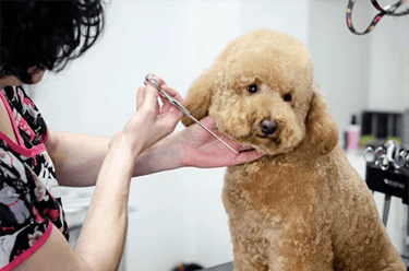 cursos de peluquería canina en Madrid