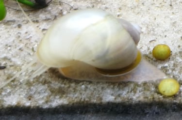 Coral Ivory Mystery Snail with high-saturation electric coral foot - Shell & Fin