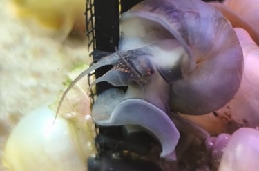 Steel Blue Mystery Snail with color-matched foot and shell pigment - Shell & Fin