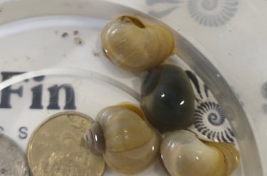 Sunset Pearl Mystery Snail showing stabilized gold banding - Shell & Fin Gilded Collection