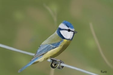 Eurasian Blue Tit perched on a wire