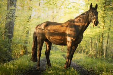 a horse standing in the woods with a horse