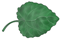 Hibiscadelphus Giffardianus