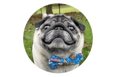 profile picture for a review shows a pug dog
